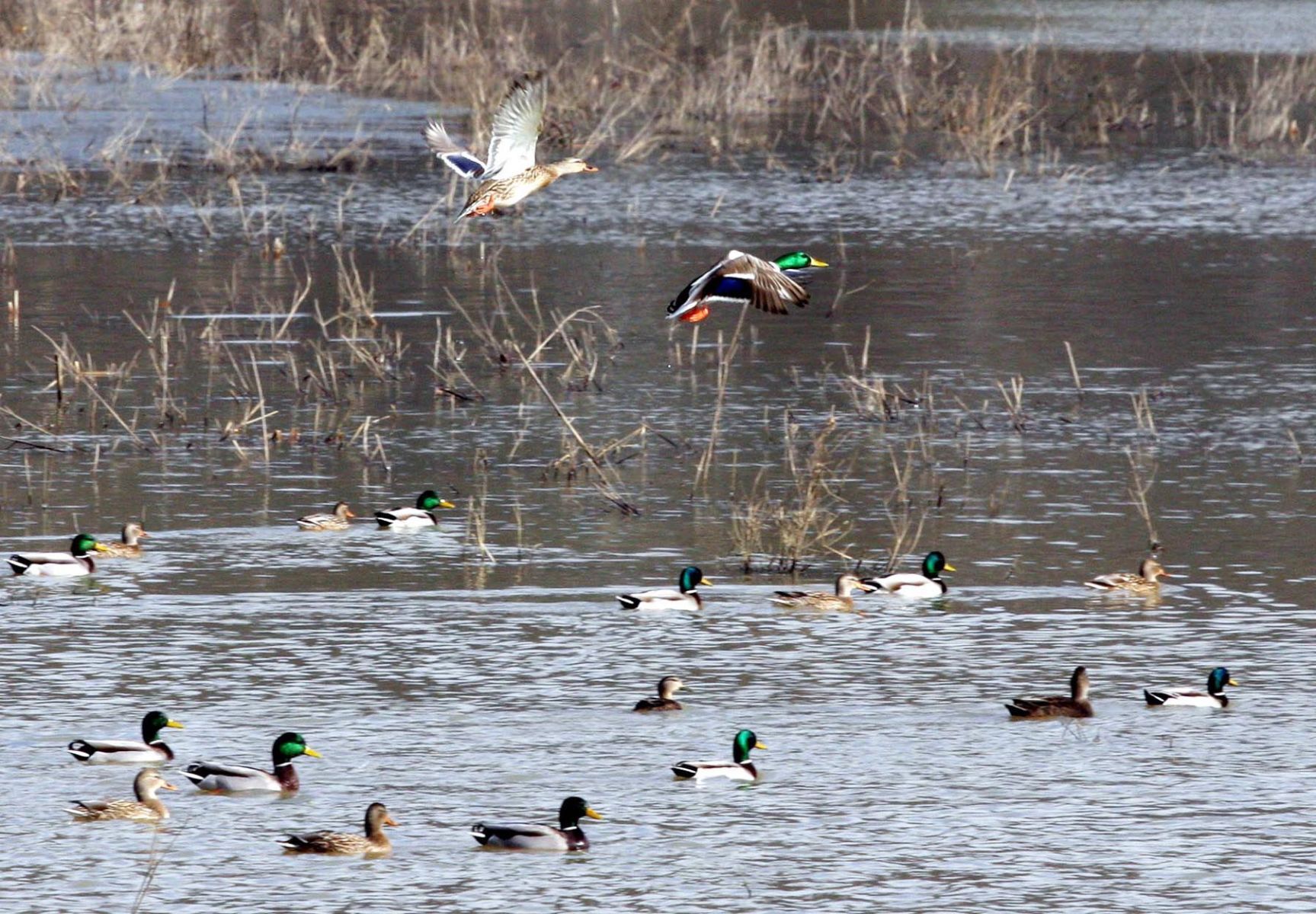Taking flight with winter birding at Lake White